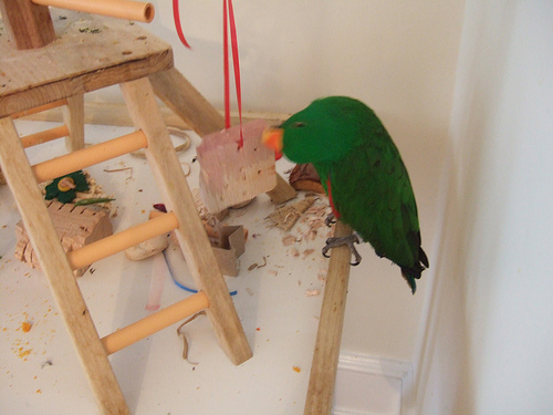 Chewing Balsa Nut Holder Foraging