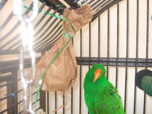 olliebag