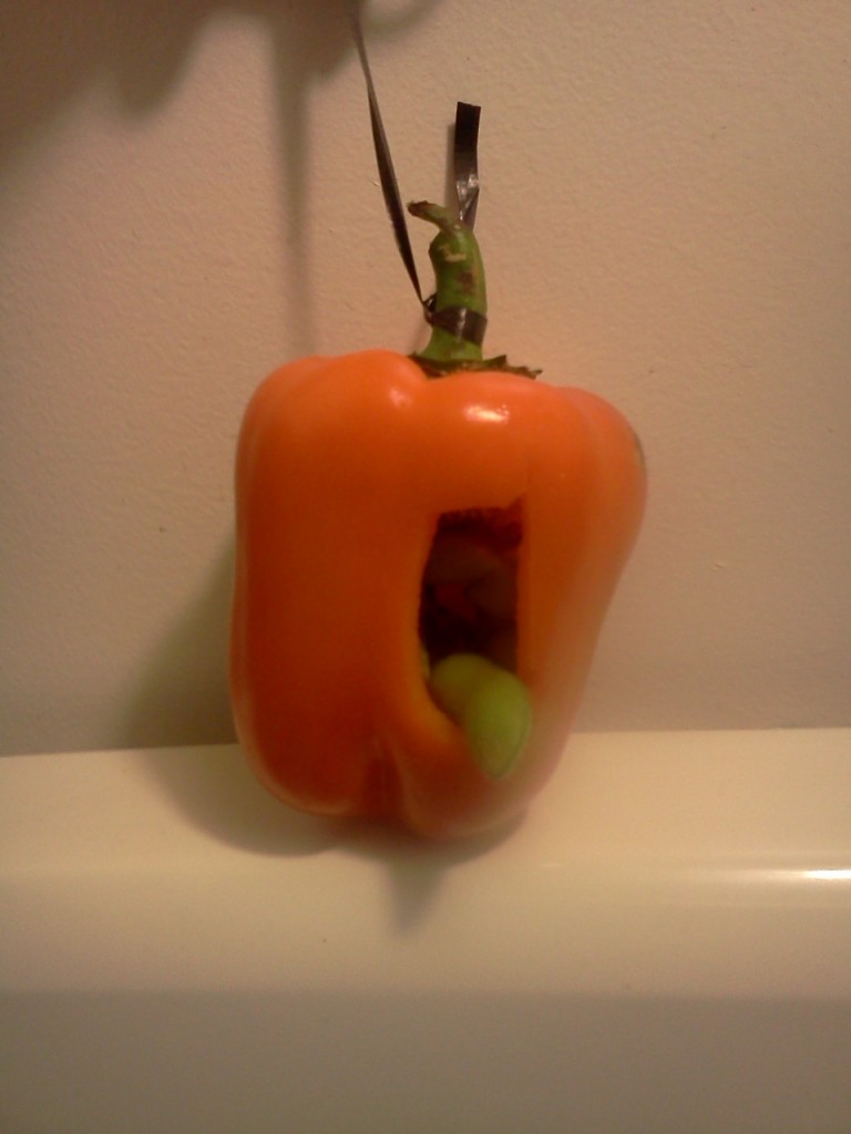 Bell Pepper foragers! « Foraging for Parrots