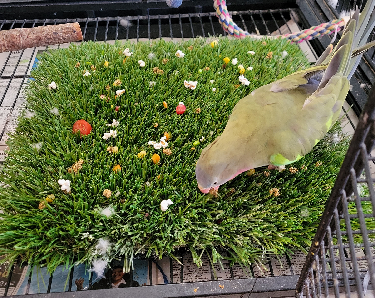 Ground Foraging Mat for the Little Guys Foraging for Parrots